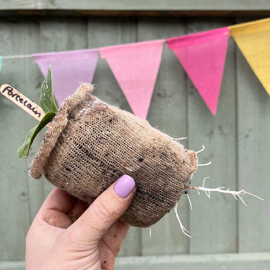 Wool Pots - Afbeelding 4